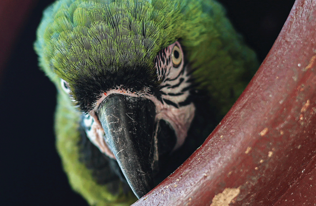 AVIARY