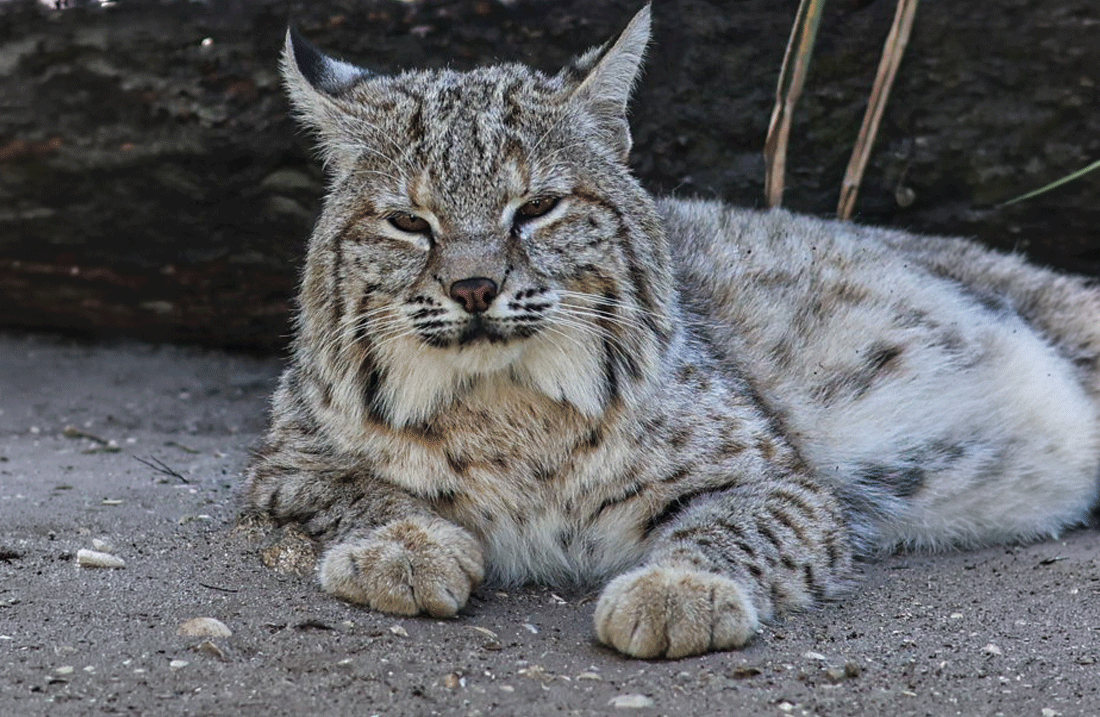 BOBCAT