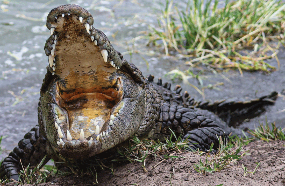 CROCODILE
