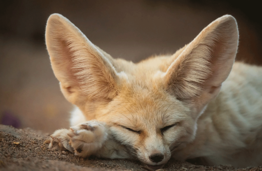 FENNEC