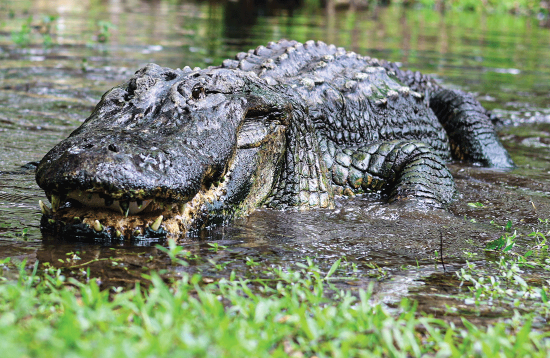 GATORHOLE