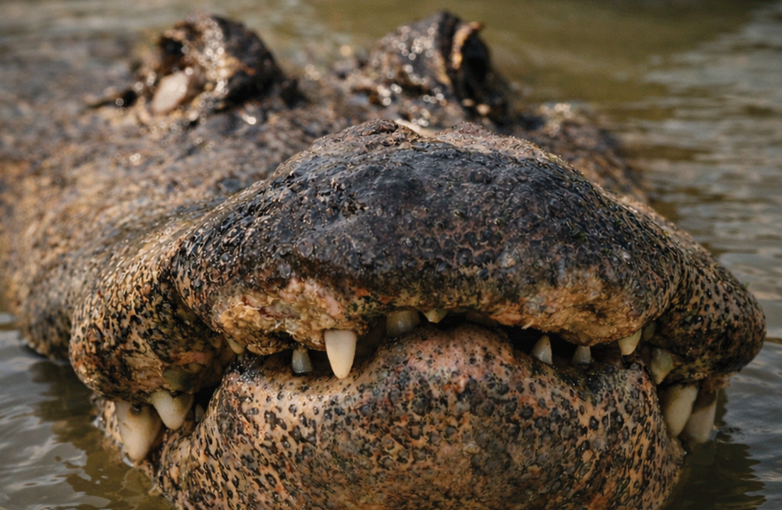 GATORS