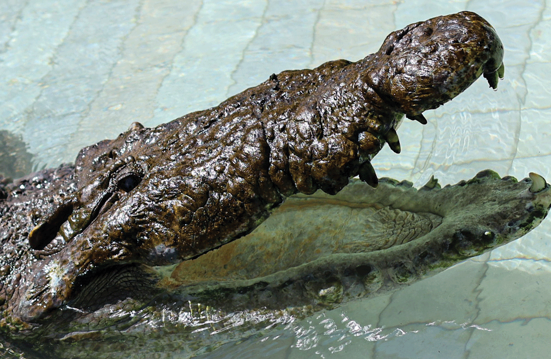 GOLIATH