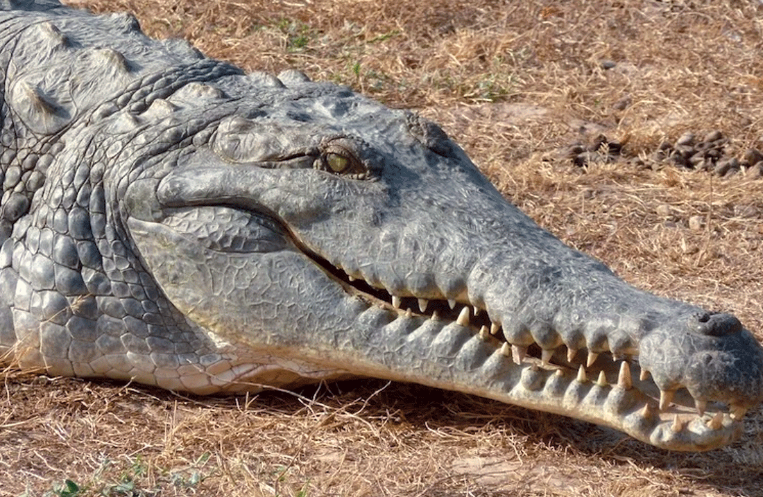 ORINOCO