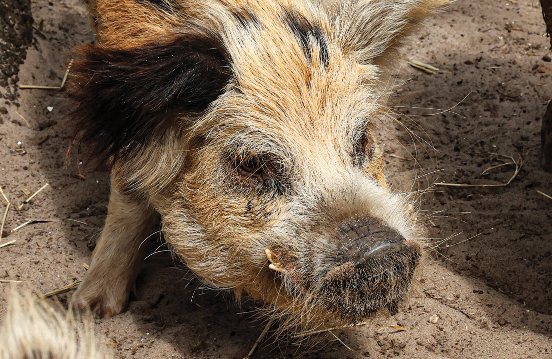 PIGS