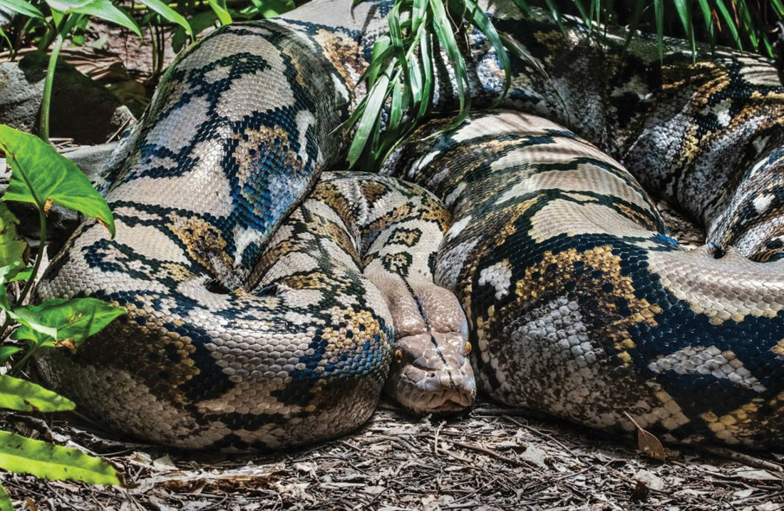 PYTHON