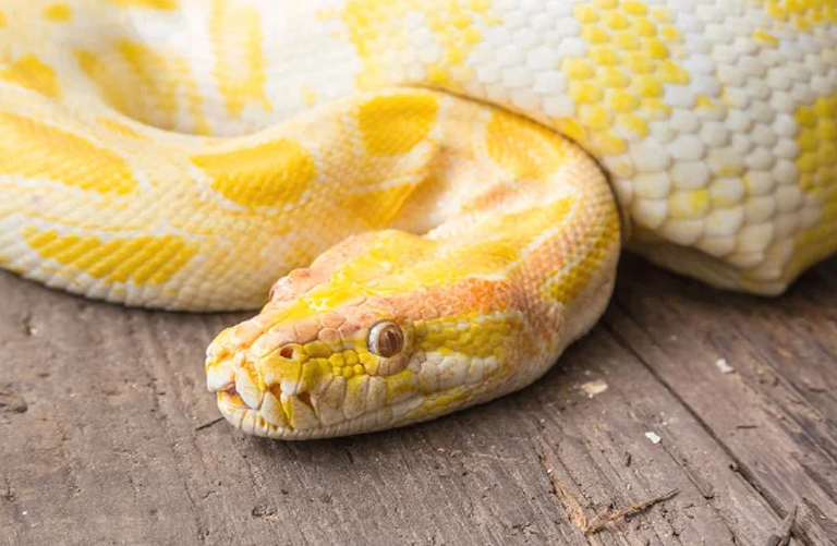 python