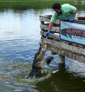 Gatorama