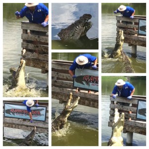 Gatorama