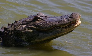 Gatorama