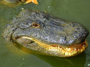 Gatorama